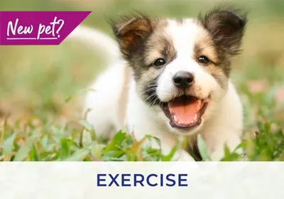 Bracknell vets discuss exercising your puppy and kitten